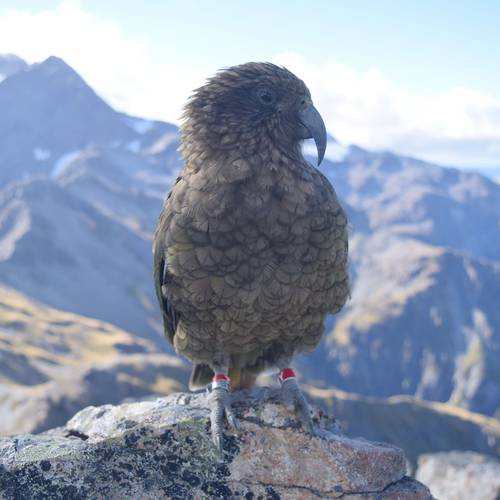 Probably a Male Adult kea