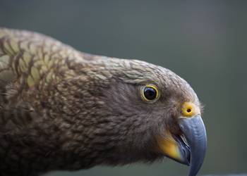 Probably a Female Adult kea