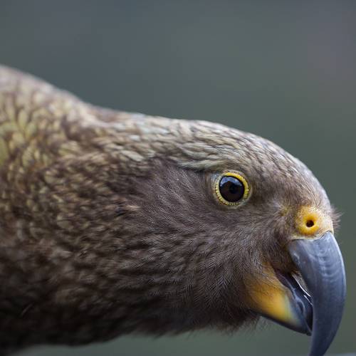 Probably a Female Adult kea