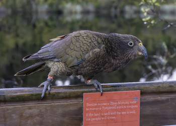 Probably a Male Sub-Adult kea