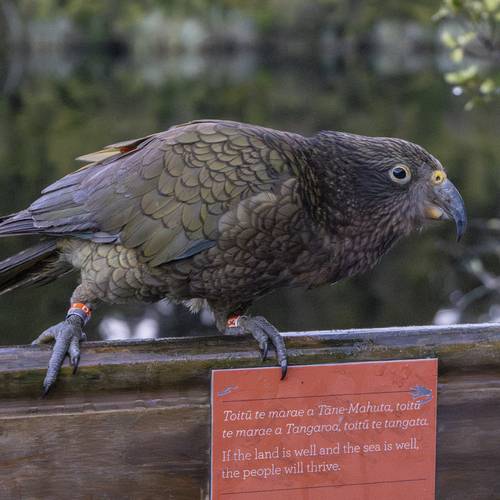 Probably a Male Sub-Adult kea