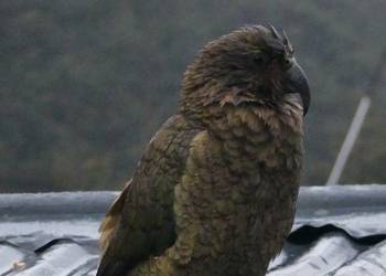 Probably a Male Adult kea