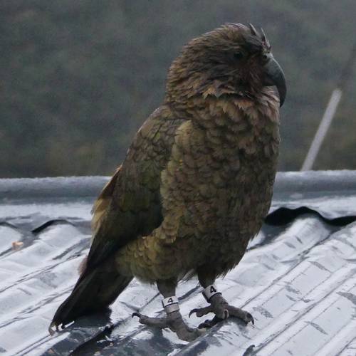 Probably a Male Adult kea