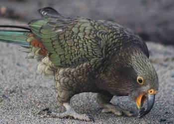 Probably a Female Adult kea