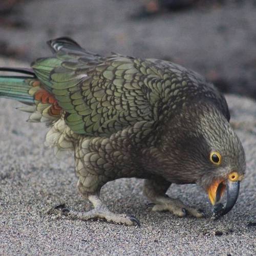 Probably a Female Adult kea