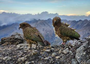 Probably a Female Adult kea