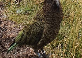 Probably a Male Adult kea