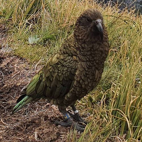 Probably a Male Adult kea