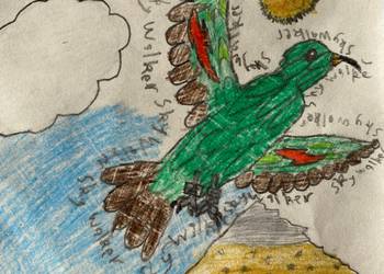 Probably a Female Adult kea