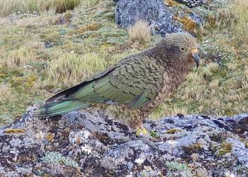 Probably a Female Adult kea