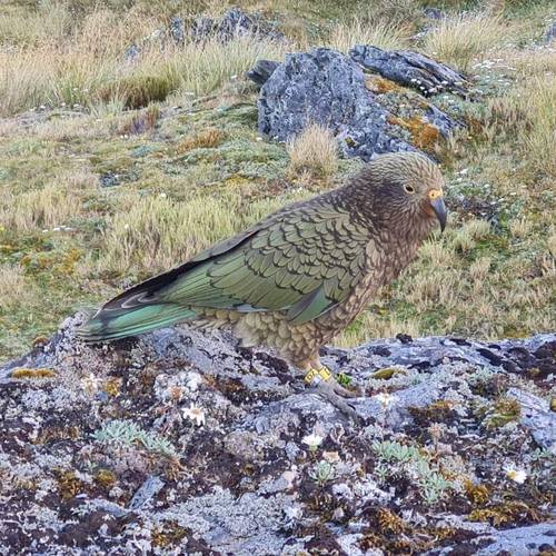 Probably a Female Adult kea