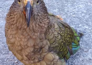 Probably a Male Adult kea