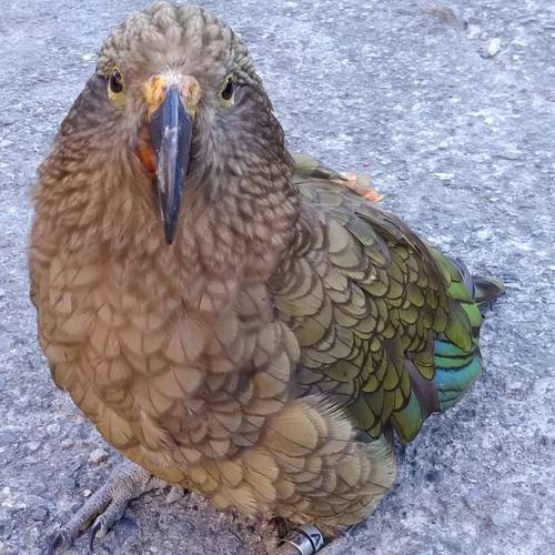 Probably a Male Adult kea
