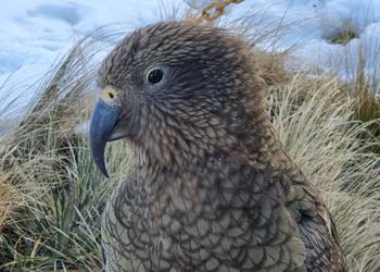 Probably a Male Adult kea