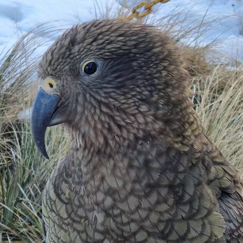 Probably a Male Adult kea