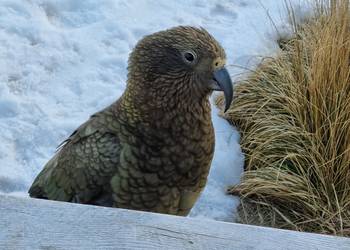 Probably a Male Adult kea