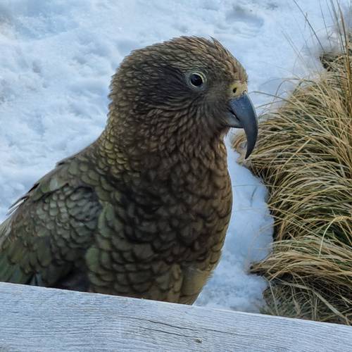 Probably a Male Adult kea