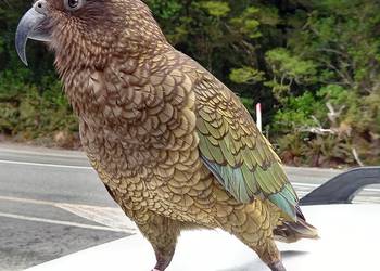 Probably a Male Adult kea