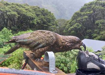 Probably a Male Adult kea