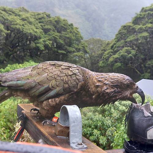Probably a Male Adult kea