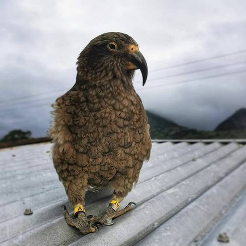 Probably a Male Adult kea