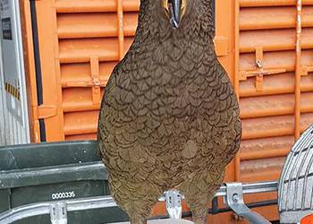 Probably a Male Adult kea
