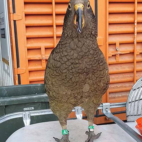 Probably a Male Adult kea