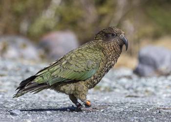 Probably a Male Adult kea