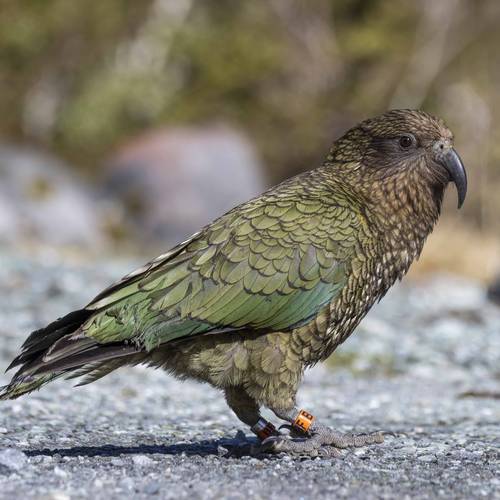Probably a Male Adult kea
