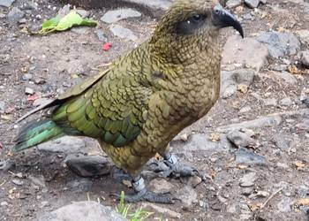 Probably a Female Adult kea