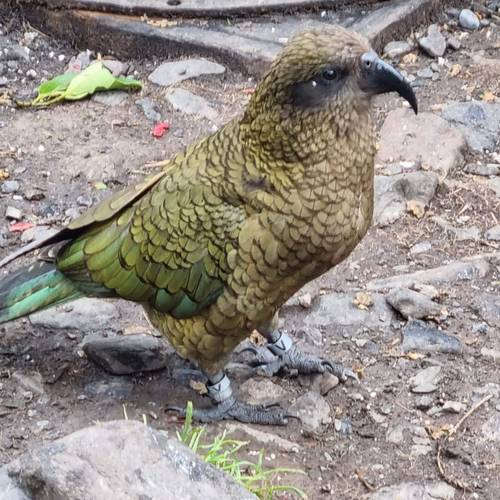 Probably a Female Adult kea