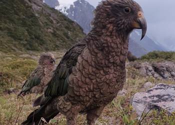Probably a Male Sub-Adult kea
