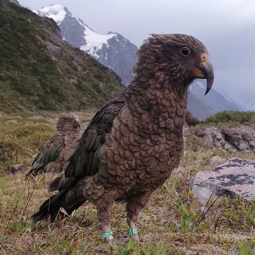 Probably a Male Sub-Adult kea