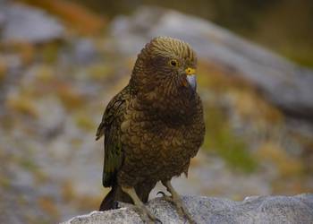 Probably a Male Adult kea