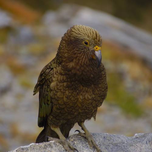 Probably a Male Adult kea