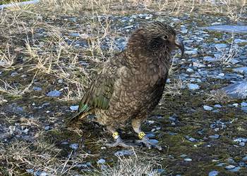 Probably a Male Adult kea