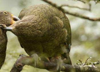Probably a Male null kea