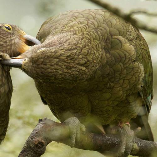 Probably a Male null kea
