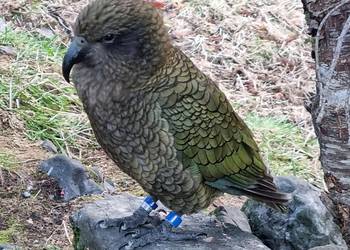 Probably a Male Adult kea