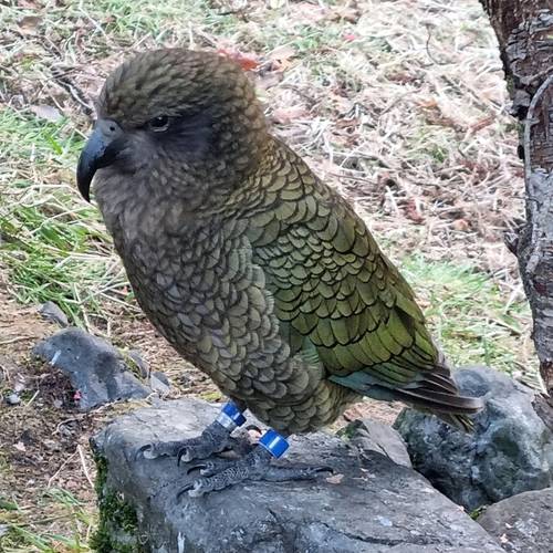 Probably a Male Adult kea