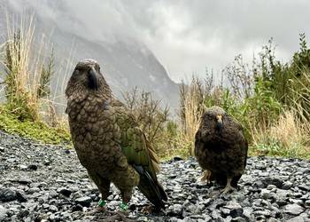 Probably a Male Adult kea