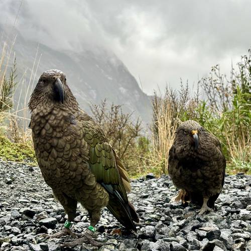 Probably a Male Adult kea