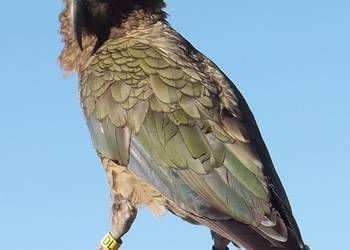 Probably a Male Adult kea