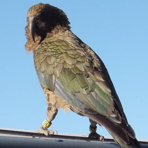 Probably a Male Adult kea