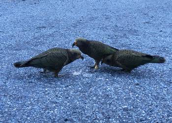 Probably a Male null kea