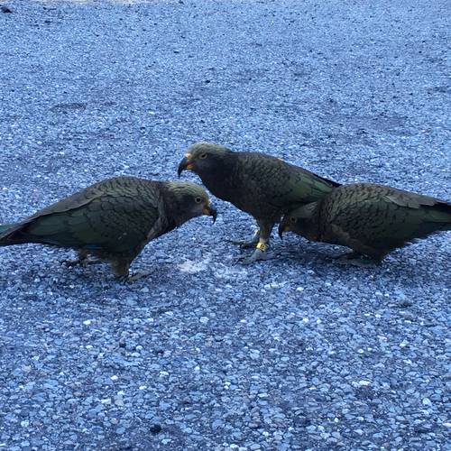 Probably a Male null kea