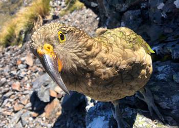 Probably a Undetermined Adult kea