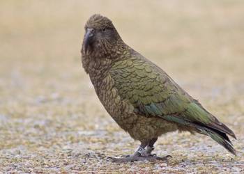 Probably a Male Adult kea