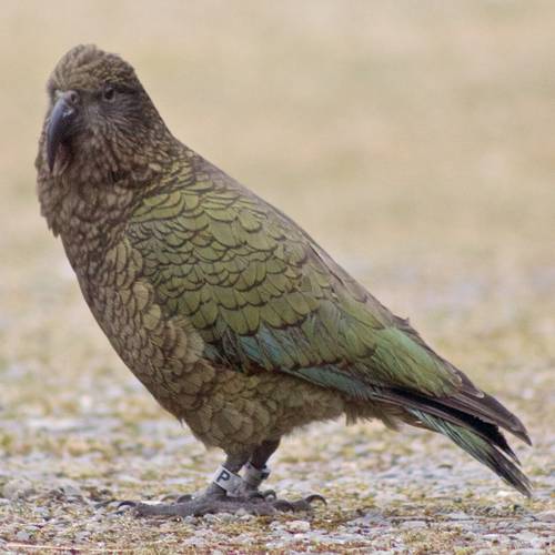 Probably a Male Adult kea