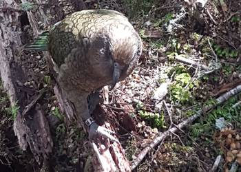 Probably a Male Adult kea